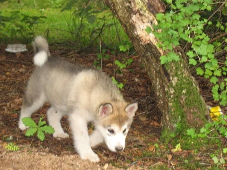 Alaskan malamute Malou - Venus 8 uger billede 19