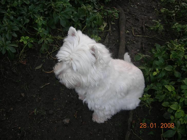 West highland white terrier Bijou - Hun har vidst fået øje på noget billede 1