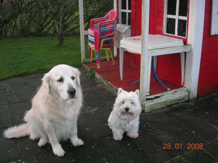 West highland white terrier Bijou - Sidder med min bedste ven Nikki billede 2