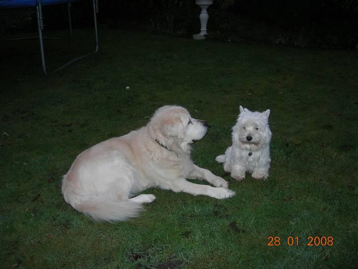 West highland white terrier Bijou - Sidder og snakker med min bedste ven billede 3
