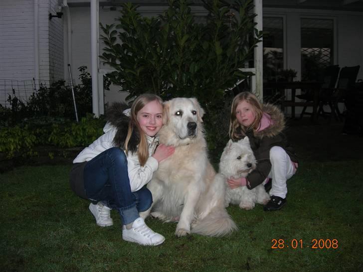 West highland white terrier Bijou - Sidder med hele familien billede 4
