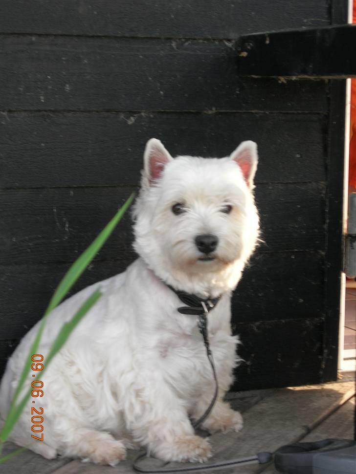 West highland white terrier Bijou - Sidder ved hytten i skallerup klit billede 5