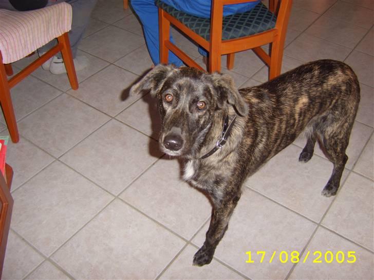 Blanding af racer Mini billede 1