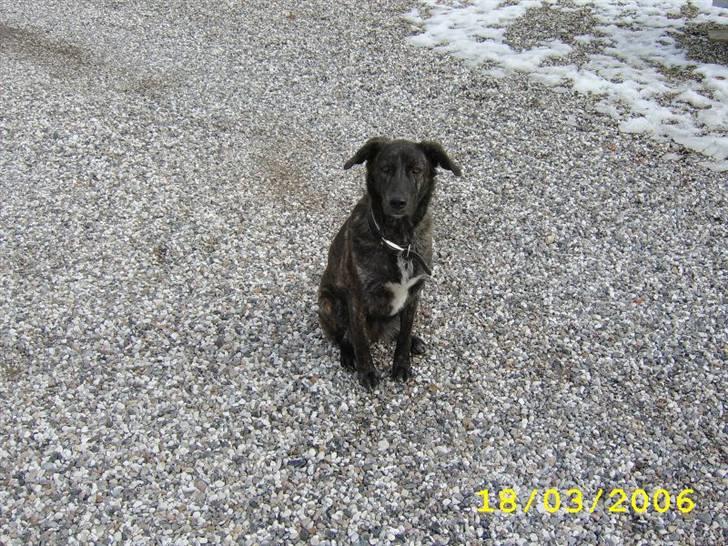 Blanding af racer Mini - Sidder jeg ik bare fint :) billede 2