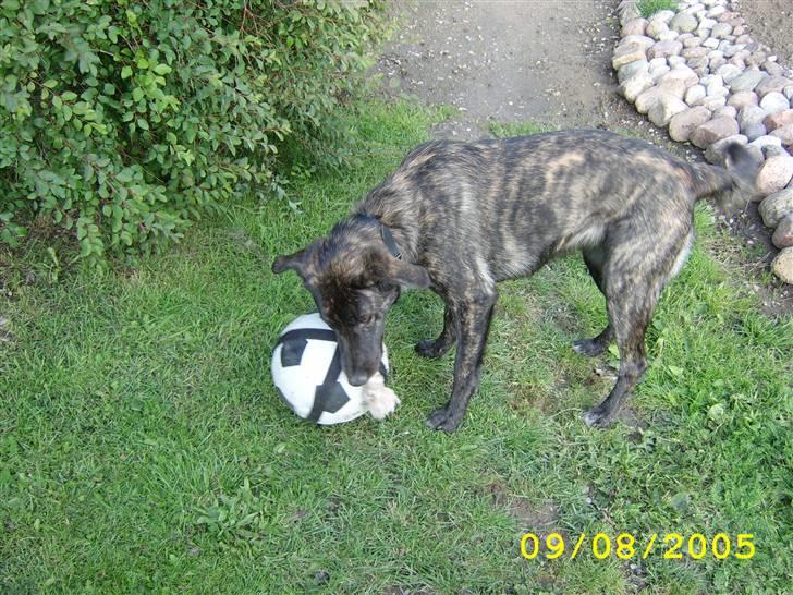 Blanding af racer Mini - Den skal dø skal den billede 3