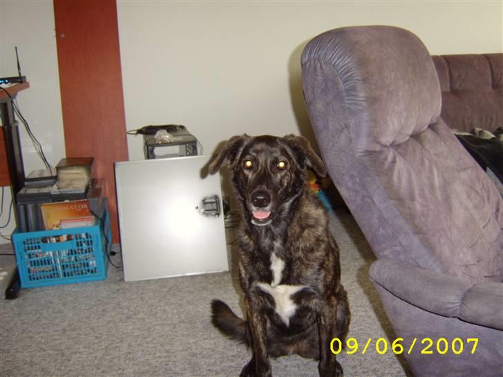 Blanding af racer Mini billede 4