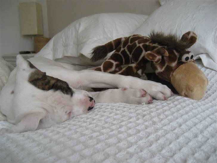 Amerikansk bulldog Coco Flirt - Seee hvor jeg putter med min bamse, Giraf :) 11 uger gammel <´3 billede 2