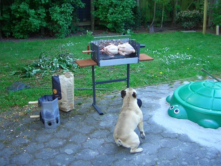 Fransk bulldog Pumba - Jeg skal nok lige holde øje med maden... billede 6