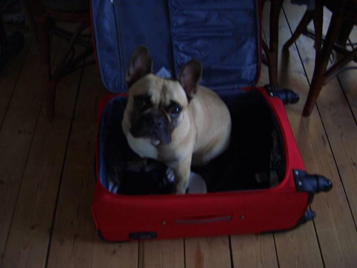 Fransk bulldog Pumba - i skal altså huske MIG næste gang billede 7