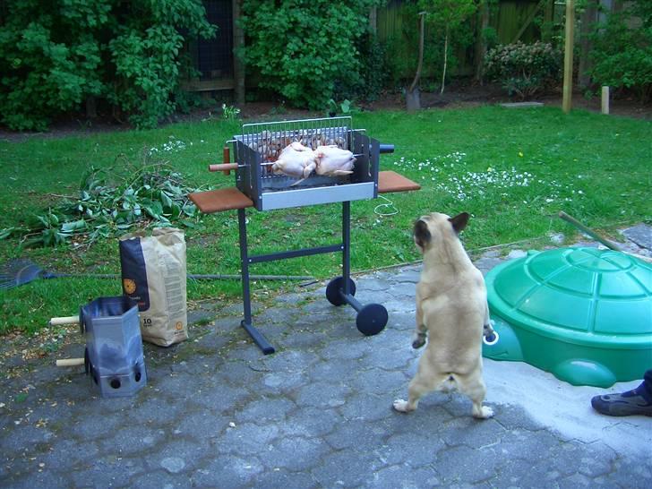 Fransk bulldog Pumba - Må jeg ik nok smage...bare lidt? billede 8
