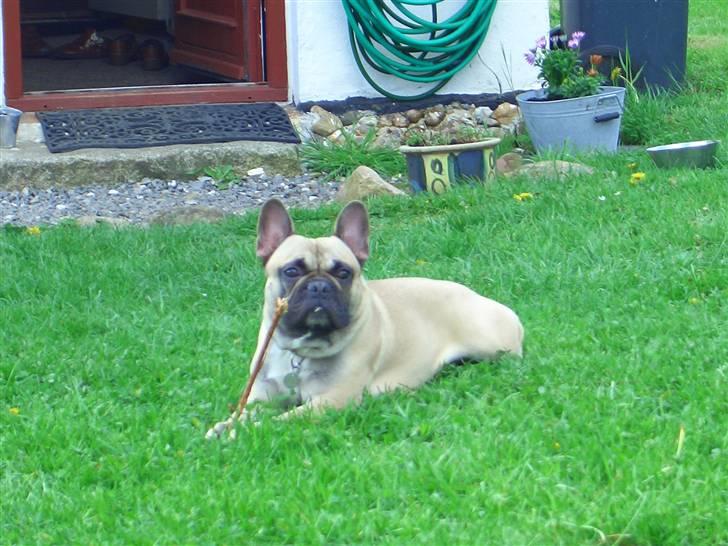 Fransk bulldog Pumba - Var der mad..... billede 9