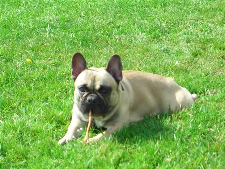 Fransk bulldog Pumba billede 10