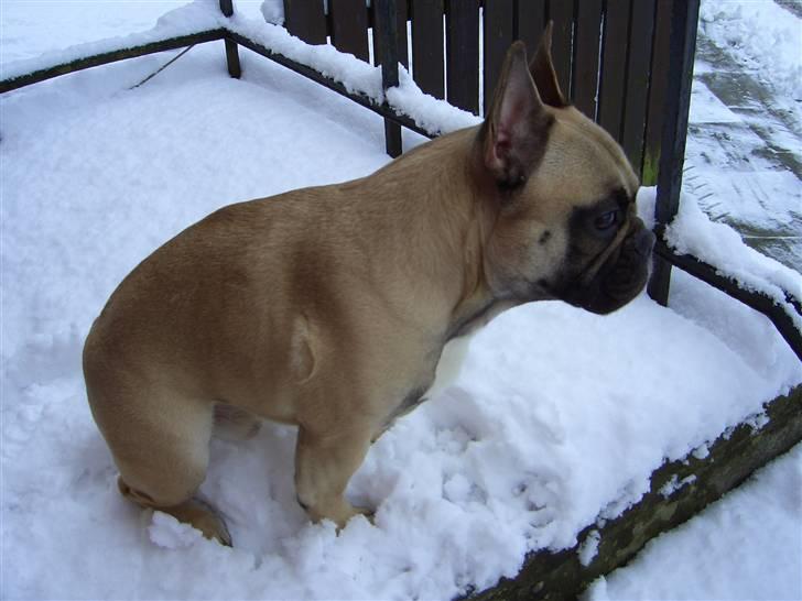 Fransk bulldog Pumba - Hvad er det her for noget..? billede 11