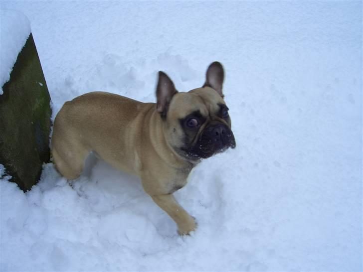 Fransk bulldog Pumba - Fang mig hvis du kan.... :-) billede 12