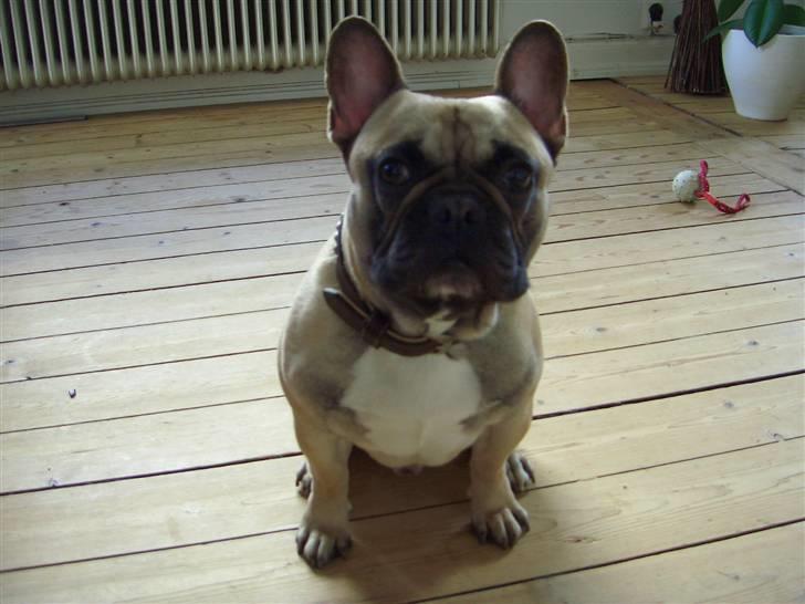 Fransk bulldog Pumba - Er jeg ik bare lækker.. billede 13