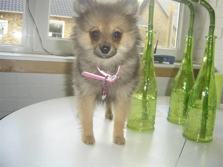 Pomeranian Amy billede 8