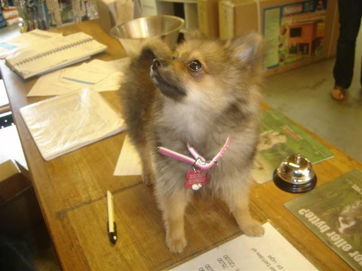 Pomeranian Amy billede 9