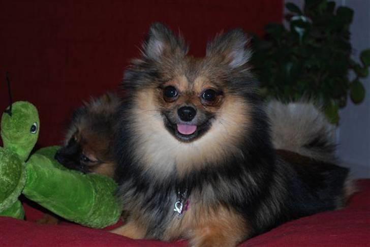 Pomeranian Amy - fotograf: Inge-Lise  billede 10