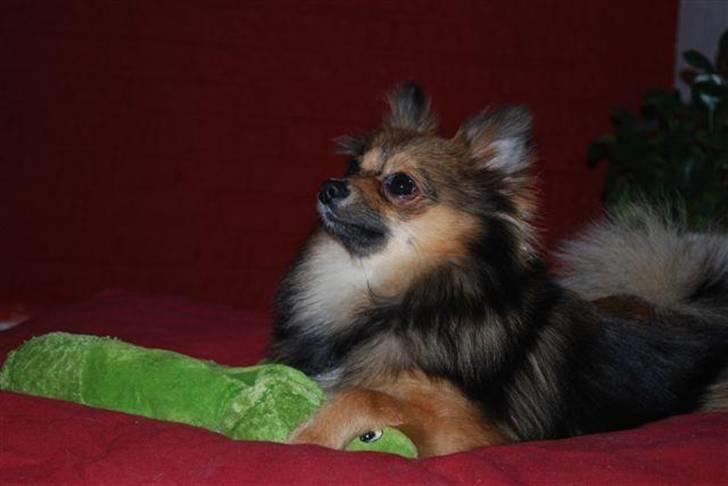 Pomeranian Amy billede 11