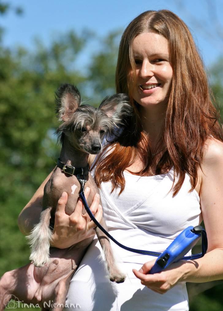 Chinese crested hårløs Mexi Shico-Liv billede 10