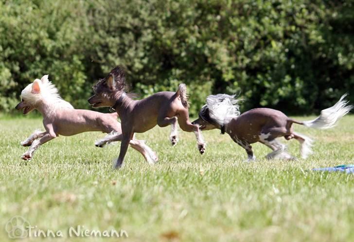 Chinese crested hårløs Mexi Shico-Liv - 3 kinesere på stribe. Silas, Sicki og Ramses billede 11
