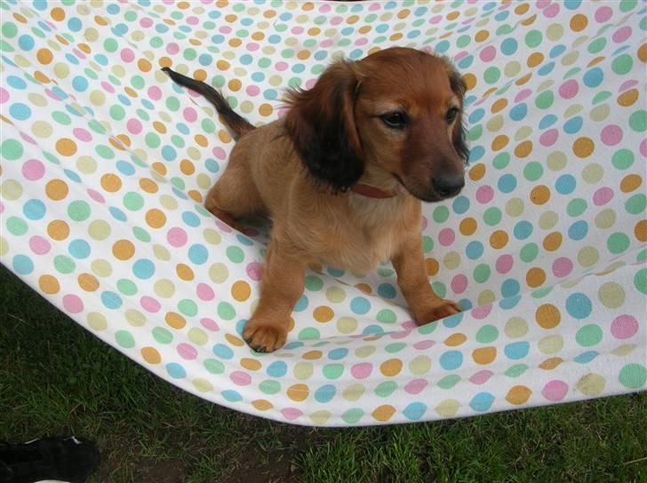 Miniature gravhund sille - jeg gynger  billede 10