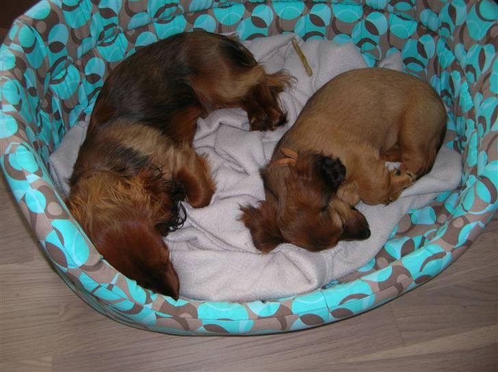 Miniature gravhund sille - sover sammen med luffe billede 11