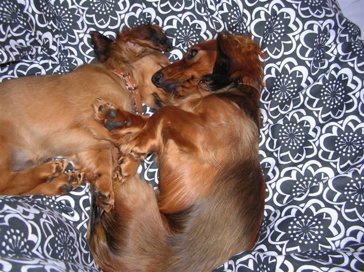Miniature gravhund luffe - vi elsker at sove sammen billede 17