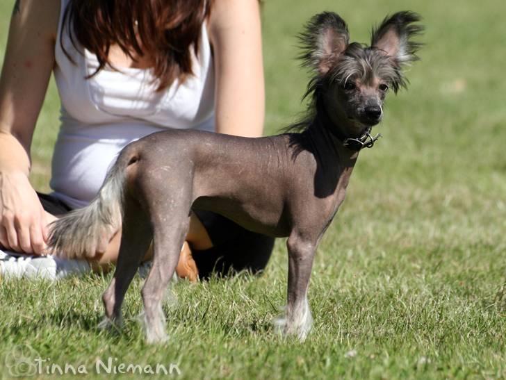 Chinese crested hårløs Mexi Shico-Liv - Puha, har brug for en pause :D billede 12