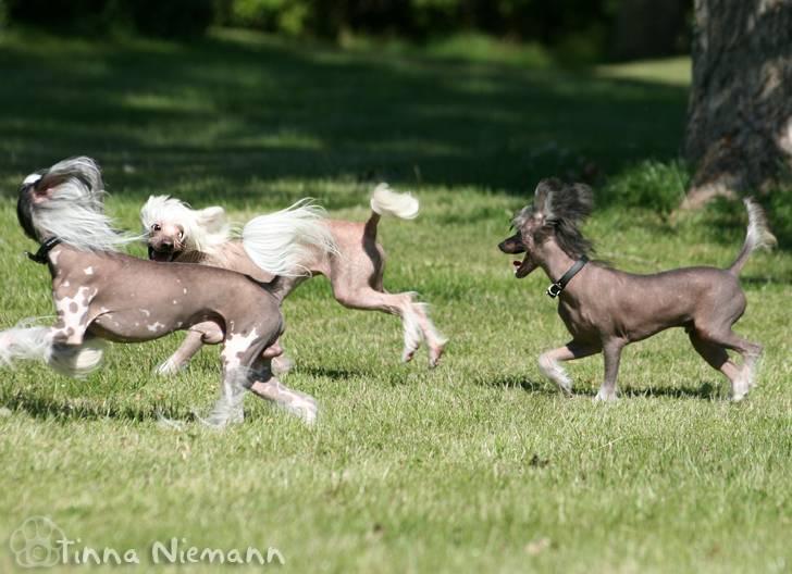 Chinese crested hårløs Mexi Shico-Liv - Heeeeey vent på mig gutter...  billede 13