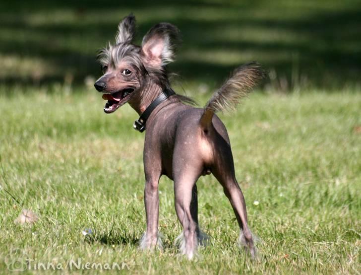 Chinese crested hårløs Mexi Shico-Liv - Får du mig fra min bedste vinkel?? billede 14