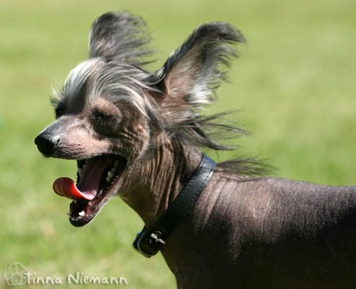 Chinese crested hårløs Mexi Shico-Liv billede 15