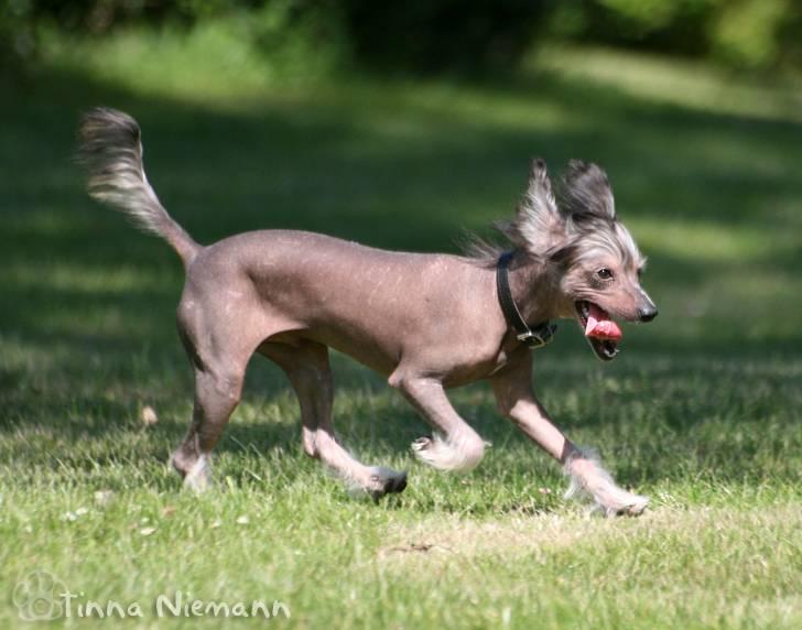 Chinese crested hårløs Mexi Shico-Liv billede 17