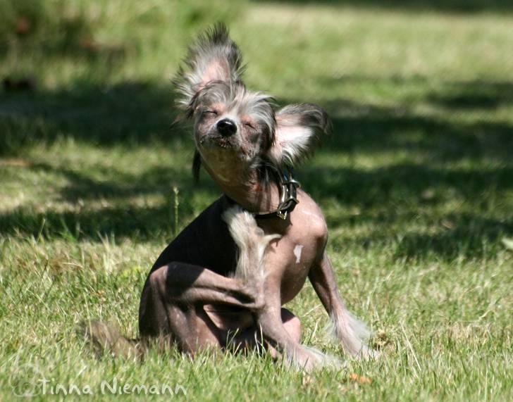 Chinese crested hårløs Mexi Shico-Liv billede 18