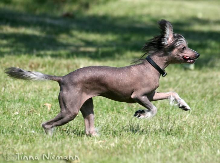 Chinese crested hårløs Mexi Shico-Liv billede 19