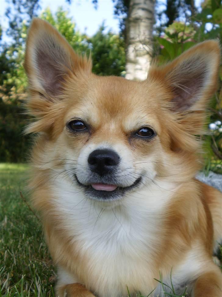 Chihuahua Molly - Mmm... Mors lille Solstråle... billede 1