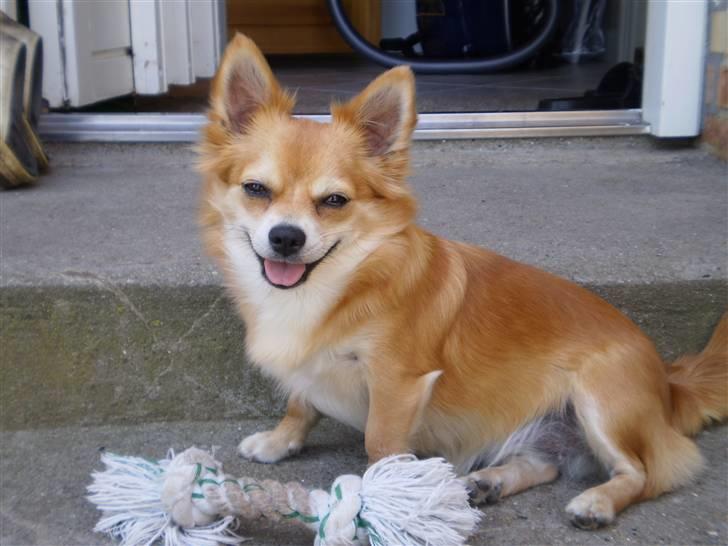 Chihuahua Molly - Lige flyttet ud til Far.. Holder vagt på trappen.. billede 2
