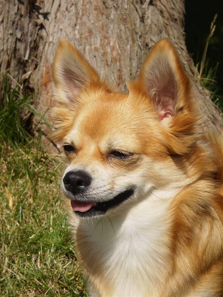 Chihuahua Molly - Nyder solens varme... :) billede 3