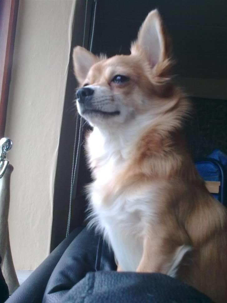 Chihuahua Molly - holder vagt.. :D billede 4