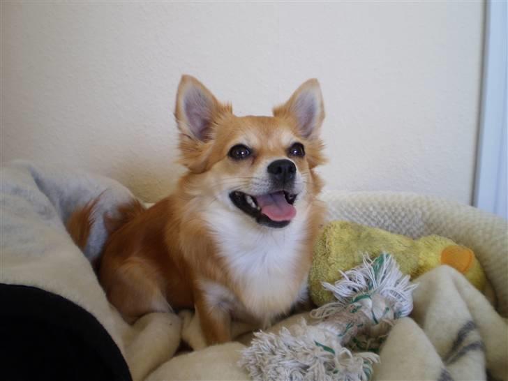 Chihuahua Molly - I sengen med tovet, og Kylle, er bare det bedste.. :D billede 5