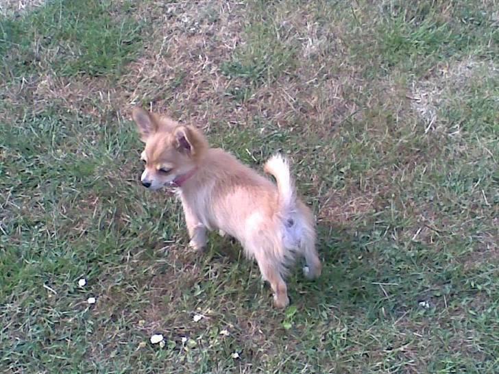 Chihuahua Molly - En af de første gange på tur i haven billede 7