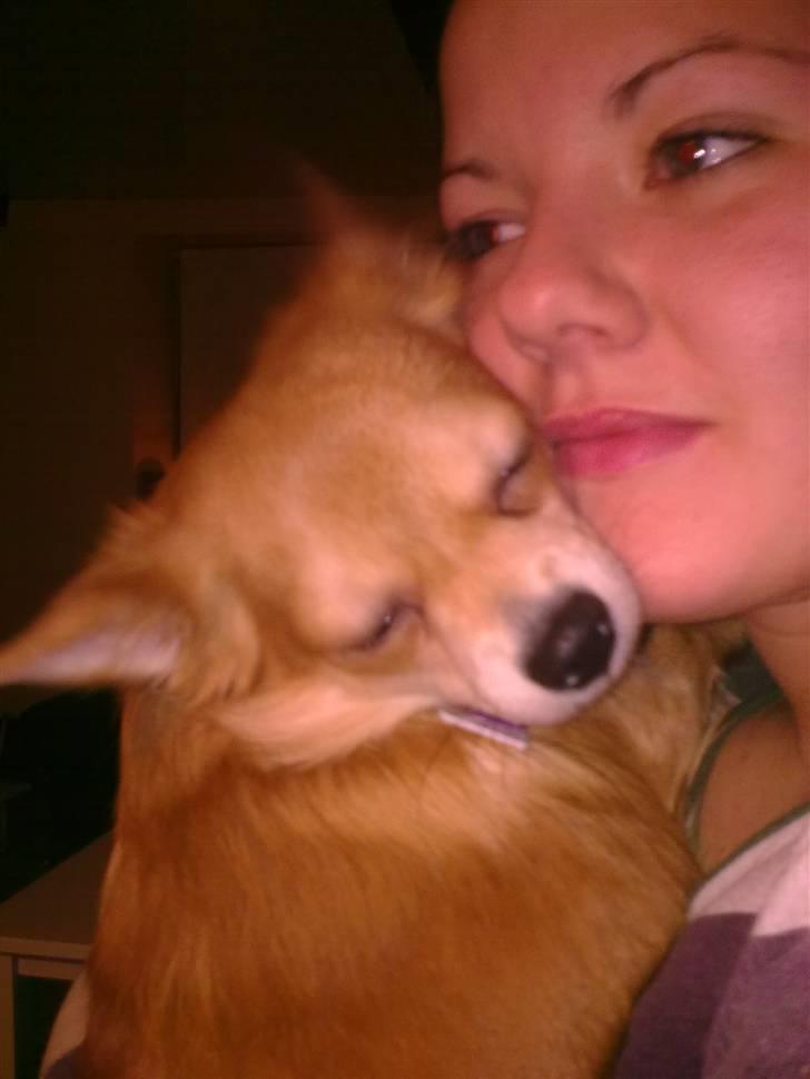 Chihuahua Molly - Morsters prinsesse.... billede 8