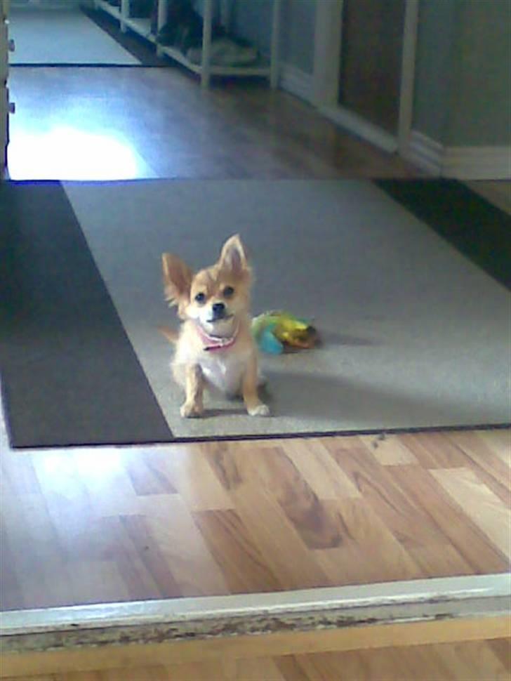 Chihuahua Molly - Hvaaaad....? billede 9