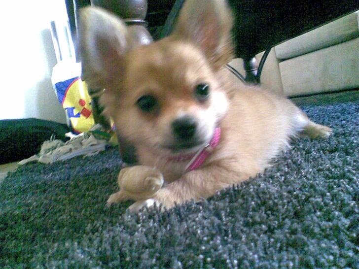 Chihuahua Molly - Hejsa.. billede 10