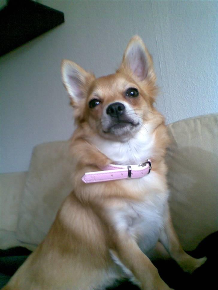 Chihuahua Molly - "Hundenes Dronning" billede 11