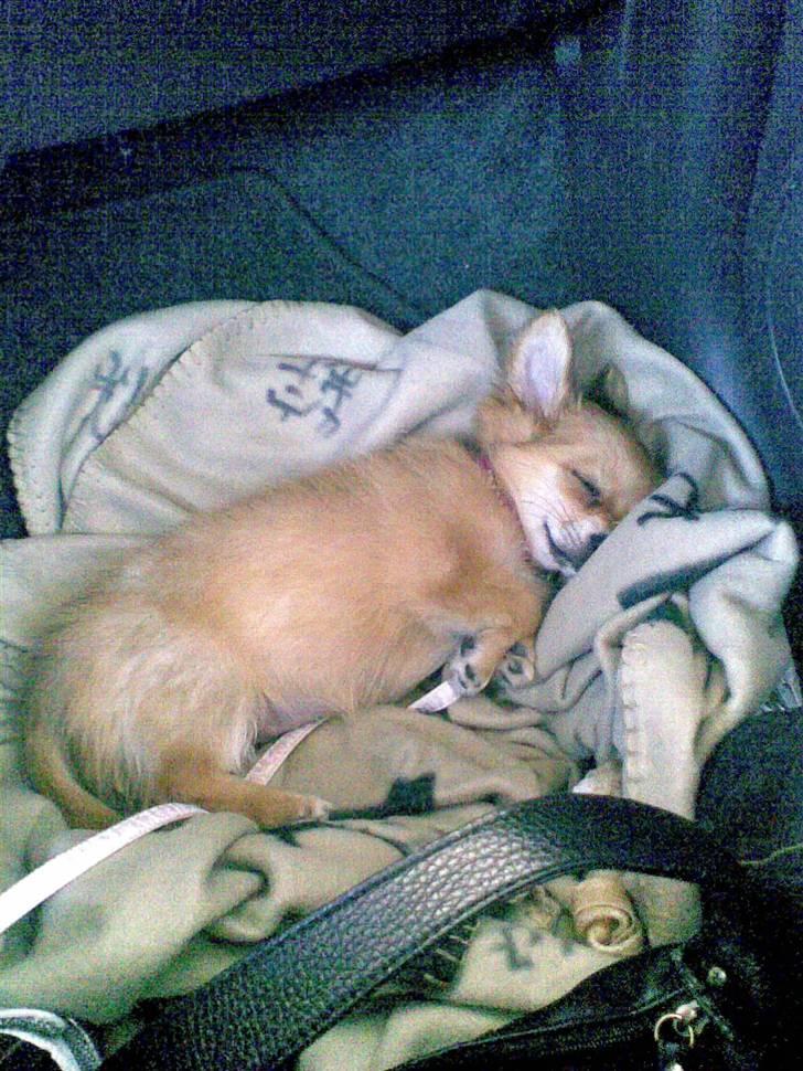 Chihuahua Molly - Og jeg sover mig da bare fra det hele... billede 12