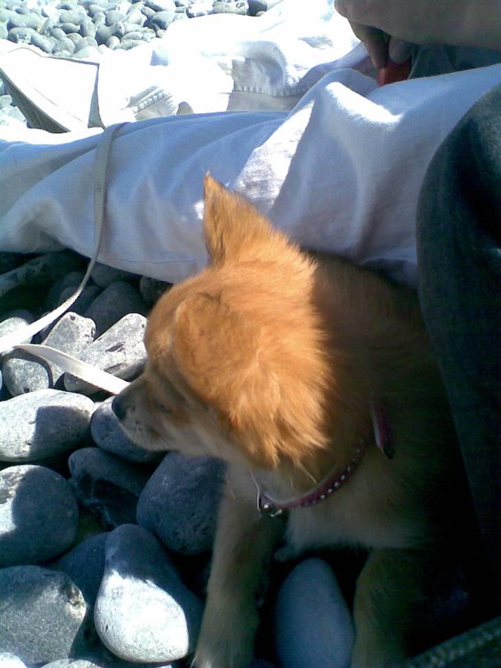 Chihuahua Molly - Jeg vil meget gerne en tur i vandet, men bliver holdt tilbage... øv.. billede 13