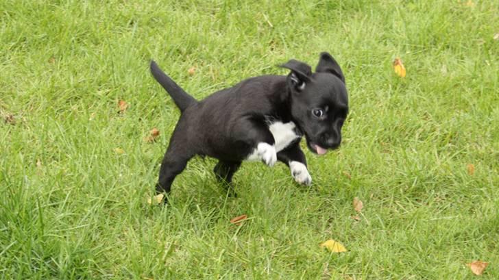 Blanding af racer Karla Malone - Fuld af fart! 6 uger gammel billede 3