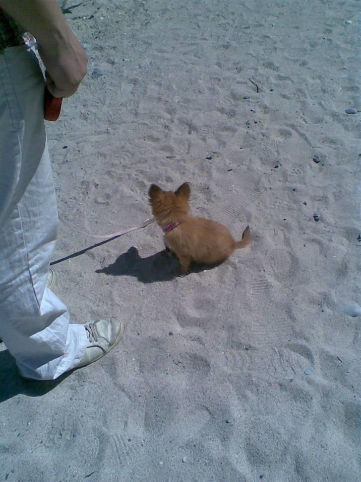 Chihuahua Molly - seeee hvor lille jeg var billede 14