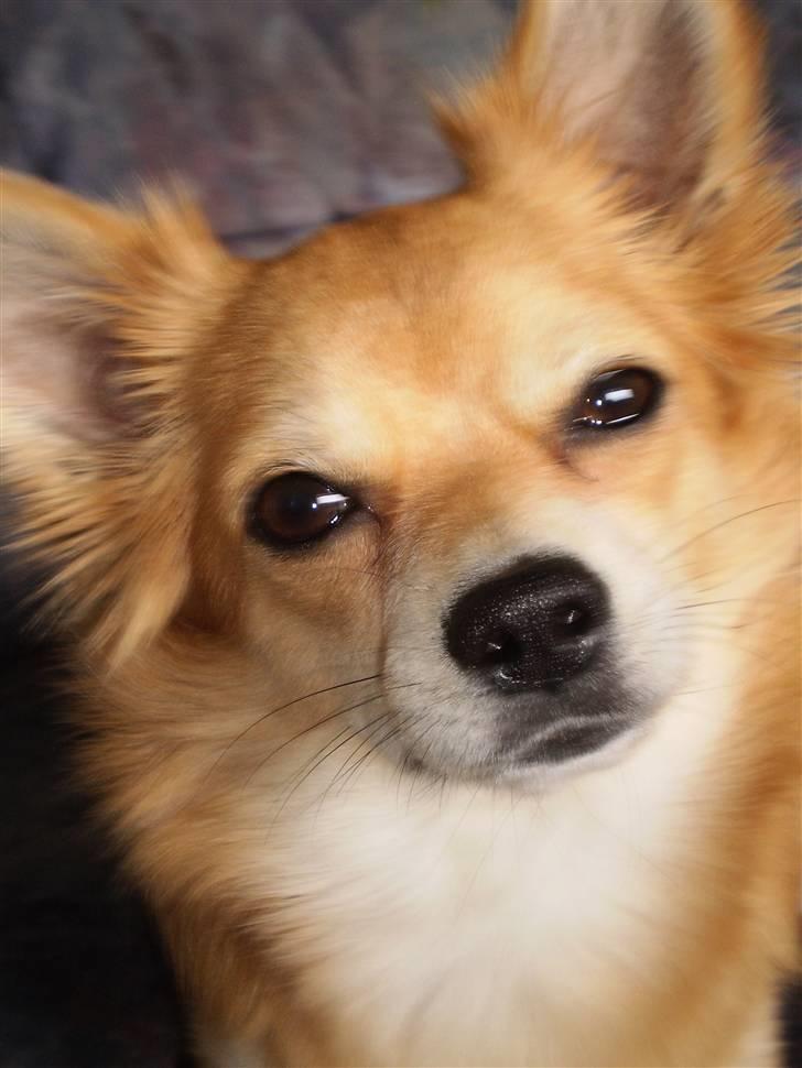 Chihuahua Molly - Sagde du noget?? billede 15